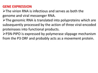 GENE EXPRESSION
The virion RNA is infectious and serves as both the
genome and viral messenger RNA.
The genomic RNA is translated into polyproteins which are
subsequently processed by the action of three viral-encoded
proteinases into functional products.
P3N-PIPO is expressed by polymerase slippage mechanism
from the P3 ORF and probably acts as a movement protein.
 