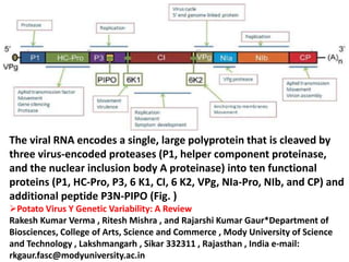 The viral RNA encodes a single, large polyprotein that is cleaved by
three virus-encoded proteases (P1, helper component proteinase,
and the nuclear inclusion body A proteinase) into ten functional
proteins (P1, HC-Pro, P3, 6 K1, CI, 6 K2, VPg, NIa-Pro, NIb, and CP) and
additional peptide P3N-PIPO (Fig. )
Potato Virus Y Genetic Variability: A Review
Rakesh Kumar Verma , Ritesh Mishra , and Rajarshi Kumar Gaur*Department of
Biosciences, College of Arts, Science and Commerce , Mody University of Science
and Technology , Lakshmangarh , Sikar 332311 , Rajasthan , India e-mail:
rkgaur.fasc@modyuniversity.ac.in
 