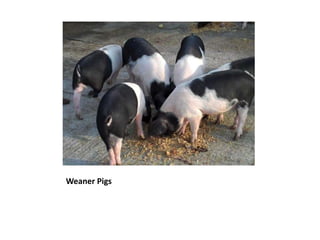 Weaner Pigs 