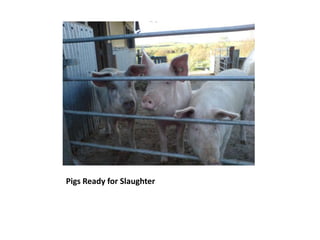 Pigs Ready for Slaughter