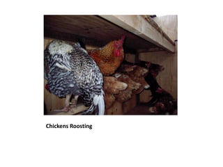 Chickens Roosting