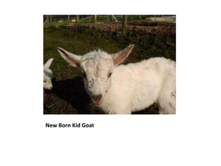 New Born Kid Goat