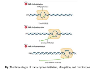 Dna Transcription Initiation Elongation Termination