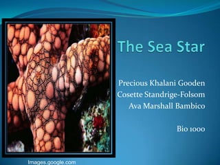 The Sea Star Precious Khalani Gooden Cosette Standrige-Folsom Ava Marshall Bambico Bio 1000 Images.google.com 