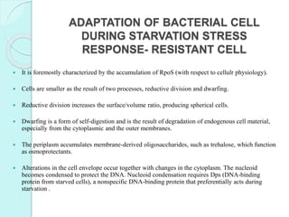 ADAPTATION OF BACTERIAL CELL
DURING STARVATION STRESS
RESPONSE- RESISTANT CELL
 It is foremostly characterized by the accumulation of RpoS (with respect to cellulr physiology).
 Cells are smaller as the result of two processes, reductive division and dwarfing.
 Reductive division increases the surface/volume ratio, producing spherical cells.
 Dwarfing is a form of self-digestion and is the result of degradation of endogenous cell material,
especially from the cytoplasmic and the outer membranes.
 The periplasm accumulates membrane-derived oligosaccharides, such as trehalose, which function
as osmoprotectants.
 Alterations in the cell envelope occur together with changes in the cytoplasm. The nucleoid
becomes condensed to protect the DNA. Nucleoid condensation requires Dps (DNA-binding
protein from starved cells), a nonspecific DNA-binding protein that preferentially acts during
starvation .
 