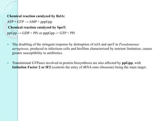 Chemical reaction catalyzed by RelA:
ATP + GTP → AMP + pppGpp
Chemical reaction catalyzed by SpoT:
ppGpp → GDP + PPi or pppGpp -> GTP + PPi
 The disabling of the stringent response by distruption of relA and spoT in Pseudomonas
aeruginosa, produced in infectious cells and biofilms characterized by nutrient limitation, causes
greater susceptibility to antibiotics.
 Translational GTPases involved in protein biosynthesis are also affected by ppGpp, with
Initiation Factor 2 or IF2 (controls the entry of tRNA onto ribosome) being the main target.
 