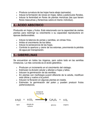  Produce curvatura de las hojas hacia abajo (epinastia).
 Induce la formación de raíces en hojas, tallos y pedúnculos florales.
 Induce la feminidad en flores de plantas monoicas (las que tienen
flores masculinas y femeninas sobre el mismo individuo).
4.- ÁCIDO ABSCÍSICO
Producido en hojas y frutos. Está relacionado con la capacidad de ciertas
plantas para restringir su crecimiento o su capacidad reproductora en
épocas desfavorables.
 Induce la latencia de yemas y semillas, en climas fríos.
 Inhibe el crecimiento de los tallos.
 Induce la senescencia de las hojas.
 Controla la apertura y cierre de los estomas, previniendo la pérdida
de agua por transpiración.
5.- GIBERELINAS
Se encuentran en todos los órganos, pero sobre todo en las semillas
inmaduras. La más conocida es el ácido giberélico.
 Producen un incremento en el crecimiento del vástago.
 Estimulan la división celular y afectan a hojas y tallos.
 Inducen la germinación de las semillas.
 En plantas con morfología juvenil diferente de la adulta, modifican
esta última y vuelve a la juvenil.
 Inducen la floración en algunas plantas en roseta.
 Estimulan la germinación del polen y pueden producir frutos
partenocárpicos.
 