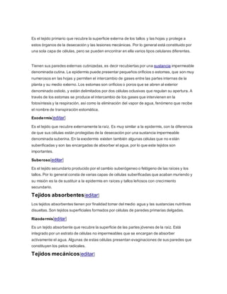 Es el tejido primario que recubre la superficie externa de los tallos y las hojas y protege a
estos órganos de la desecación y las lesiones mecánicas. Por lo general está constituido por
una sola capa de células, pero se pueden encontrar en ella varios tipos celulares diferentes.
Tienen sus paredes externas cutinizadas, es decir recubiertas por una sustancia impermeable
denominada cutina. La epidermis puede presentar pequeños orificios o estomas, que son muy
numerosos en las hojas y permiten el intercambio de gases entre las partes internas de la
planta y su medio externo. Los estomas son orificios o poros que se abren al exterior
denominado ostiolo, y están delimitados por dos células oclusivas que regulan su apertura. A
través de los estomas se produce el intercambio de los gases que intervienen en la
fotosíntesis y la respiración, así como la eliminación del vapor de agua, fenómeno que recibe
el nombre de transpiración estomática.
Exodermis[editar]
Es el tejido que recubre externamente la raíz. Es muy similar a la epidermis, con la diferencia
de que sus células están protegidas de la desecación por una sustancia impermeable
denominada suberina. En la exodermis existen también algunas células que no están
suberificadas y son las encargadas de absorber el agua, por lo que este tejidos son
importantes.
Suberoso[editar]
Es el tejido secundario producido por el cambio suberógeneo o felógeno de las raíces y los
tallos. Por lo general consta de varias capas de células suberificadas que acaban muriendo y
su misión es la de sustituir a la epidermis en raíces y tallos leñosos con crecimiento
secundario.
Tejidos absorbentes[editar]
Los tejidos absorbentes tienen por finalidad tomar del medio agua y las sustancias nutritivas
disueltas. Son tejidos superficiales formados por células de paredes primarias delgadas.
Rizodermis[editar]
Es un tejido absorbente que recubre la superficie de las partes jóvenes de la raíz. Está
integrado por un estrato de células no impermeables que se encargan de absorber
activamente el agua. Algunas de estas células presentan evaginaciones de sus paredes que
constituyen los pelos radicales.
Tejidos mecánicos[editar]
 