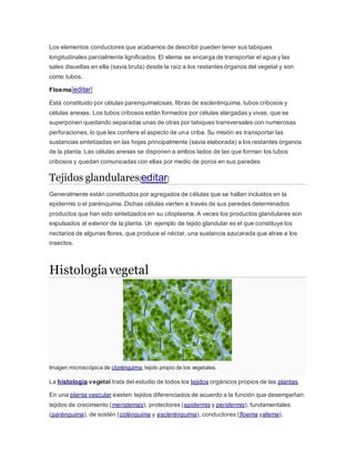 Los elementos conductores que acabamos de describir pueden tener sus tabiques
longitudinales parcialmente lignificados. El xilema se encarga de transportar el agua y las
sales disueltas en ella (savia bruta) desde la raíz a los restantes órganos del vegetal y son
como tubos.
Floema[editar]
Está constituido por células parenquimatosas, fibras de esclerénquima, tubos cribosos y
células anexas. Los tubos cribosos están formados por células alargadas y vivas, que se
superponen quedando separadas unas de otras por tabiques transversales con numerosas
perforaciones, lo que les confiere el aspecto de una criba. Su misión es transportar las
sustancias sintetizadas en las hojas principalmente (savia elaborada) a los restantes órganos
de la planta. Las células anexas se disponen a ambos lados de las que forman los tubos
cribosos y quedan comunicadas con ellas por medio de poros en sus paredes
Tejidos glandulares[editar]
Generalmente están constituidos por agregados de células que se hallan incluidos en la
epidermis o el parénquima. Dichas células vierten a través de sus paredes determinados
productos que han sido sintetizados en su citoplasma. A veces los productos glandulares son
expulsados al exterior de la planta. Un ejemplo de tejido glandular es el que constituye los
nectarios de algunas flores, que produce el néctar, una sustancia azucarada que atrae a los
insectos.
Histología vegetal
Imagen microscópica de clorénquima, tejido propio de los vegetales.
La histología vegetal trata del estudio de todos los tejidos orgánicos propios de las plantas.
En una planta vascular existen tejidos diferenciados de acuerdo a la función que desempeñan:
tejidos de crecimiento (meristemas), protectores (epidermis y peridermis), fundamentales
(parénquima), de sostén (colénquima y esclerénquima), conductores (floema yxilema).
 