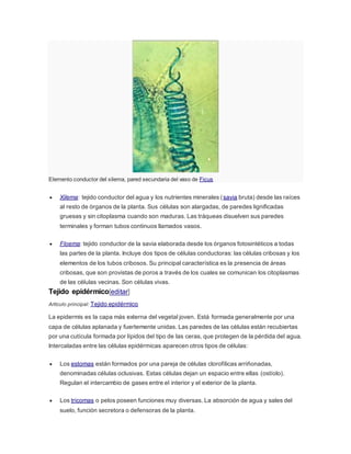 Elemento conductor del xilema, pared secundaria del vaso de Ficus
 Xilema: tejido conductor del agua y los nutrientes minerales (savia bruta) desde las raíces
al resto de órganos de la planta. Sus células son alargadas, de paredes lignificadas
gruesas y sin citoplasma cuando son maduras. Las tráqueas disuelven sus paredes
terminales y forman tubos continuos llamados vasos.
 Floema: tejido conductor de la savia elaborada desde los órganos fotosintéticos a todas
las partes de la planta. Incluye dos tipos de células conductoras: las células cribosas y los
elementos de los tubos cribosos. Su principal característica es la presencia de áreas
cribosas, que son provistas de poros a través de los cuales se comunican los citoplasmas
de las células vecinas. Son células vivas.
Tejido epidérmico[editar]
Artículo principal: Tejido epidérmico
La epidermis es la capa más externa del vegetal joven. Está formada generalmente por una
capa de células aplanada y fuertemente unidas. Las paredes de las células están recubiertas
por una cutícula formada por lípidos del tipo de las ceras, que protegen de la pérdida del agua.
Intercaladas entre las células epidérmicas aparecen otros tipos de células:
 Los estomas están formados por una pareja de células clorofílicas arriñonadas,
denominadas células oclusivas. Estas células dejan un espacio entre ellas (ostíolo).
Regulan el intercambio de gases entre el interior y el exterior de la planta.
 Los tricomas o pelos poseen funciones muy diversas. La absorción de agua y sales del
suelo, función secretora o defensoras de la planta.
 
