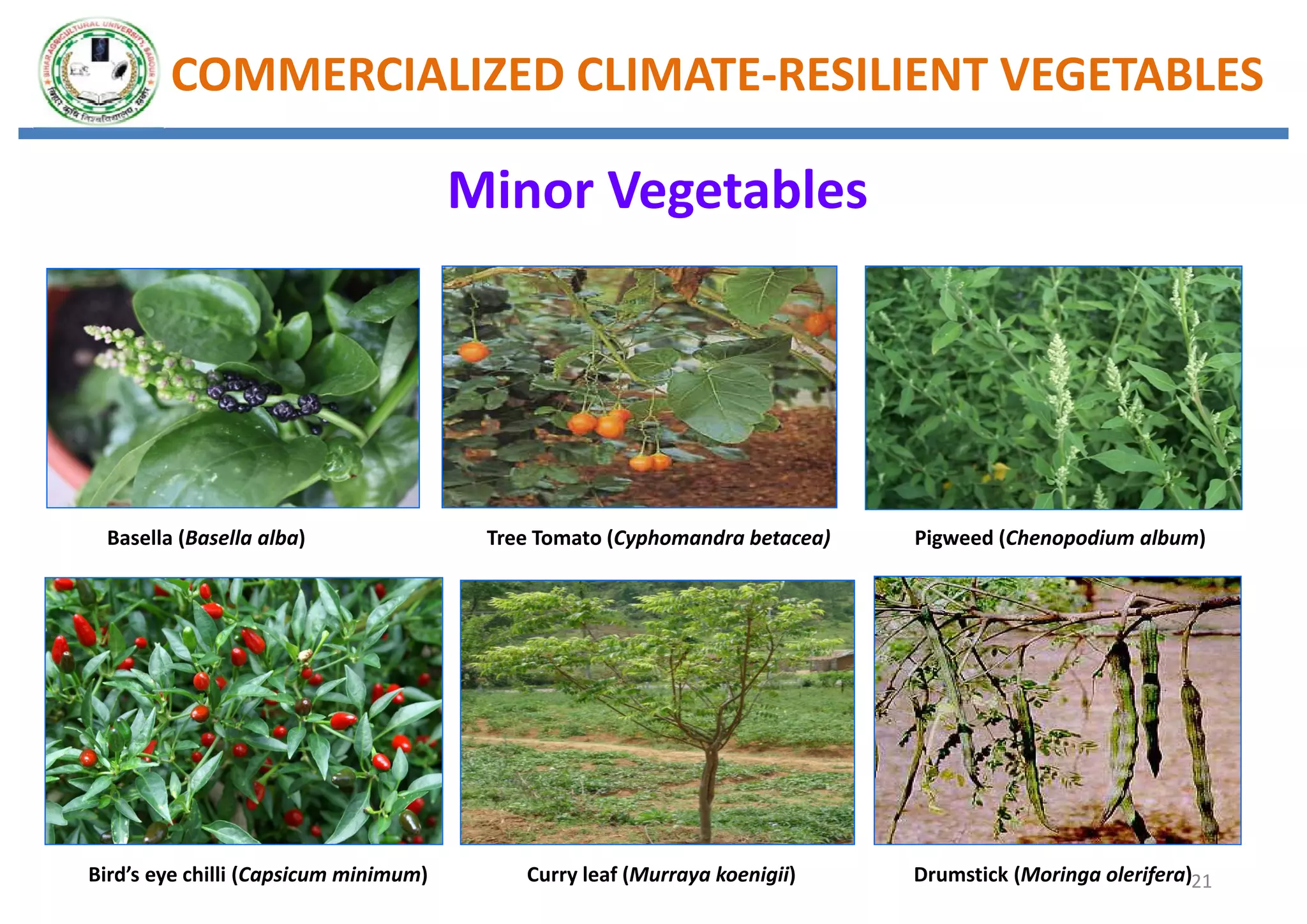 Sss climate change impact, mitigation and adaptation in vegetable crops ...
