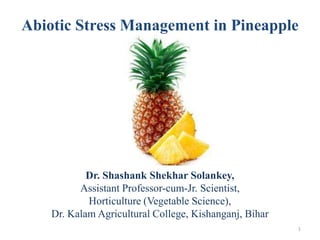 Abiotic Stress Management in Pineapple
Dr. Shashank Shekhar Solankey,
Assistant Professor-cum-Jr. Scientist,
Horticulture (Vegetable Science),
Dr. Kalam Agricultural College, Kishanganj, Bihar
1
 