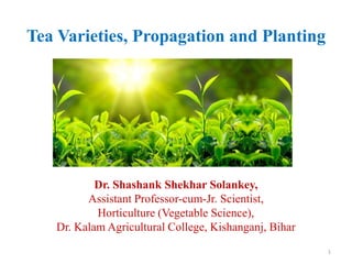 Tea Varieties, Propagation and Planting
Dr. Shashank Shekhar Solankey,
Assistant Professor-cum-Jr. Scientist,
Horticulture (Vegetable Science),
Dr. Kalam Agricultural College, Kishanganj, Bihar
1
 