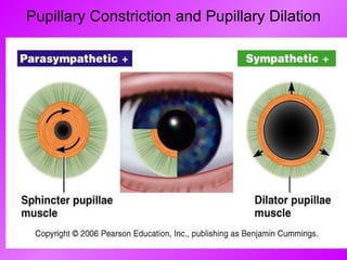Pupillary Constriction and Pupillary Dilation 