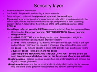 Sensory layer Innermost layer of the eye wall Confined to the posterior wall ending at the ora serrata Sensory layer consists of the  pigmented layer and the neural layer  Pigmented layer –  composed of a single layer of cells which provide nutrients to the neural layer; contain melanin which absorbs light and prevents it from scattering; contain vitamin A required for the synthesis of the light-absorbing pigment called  RETINAL Neural layer referred to as the R ETINA–  extends anteriorly from the pigmented layer Composed of  3 layers of neurons: PHOTORECEPTORS ;  Bipolar neurons; Ganglion cells PHOTORECEPTORS -  abut the pigmented layer; they respond to light and generate electrical signals; 2 types of photoreceptors – (i)  rods  – more numerous ( 150 million); more sensitive to light - used in dim-light and peripheral vision; provide images in shades of gray not used for color vision (ii)   cones  – ( 80 million); operate in bright light, provide high- acuity color vision ;  3 types of cones – blue, green and red cones According to the TRICHROMATIC THEORY OF VISION -  several colors are seen depending on which/how many of the three types of cones are activated Bipolar neurons  – receive electrical signals from the photoreceptors and conduct the signal to the ganglion cells Ganglion cells –  neurons that receive the electrical signals from the bipolar neurons; only the axons of the ganglion cells generate and transmit action potentials 