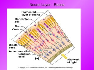 Neural Layer - Retina 