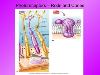 Photoreceptors – Rods and Cones 