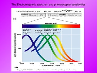 The Electromagnetic spectrum and photoreceptor sensitivities 