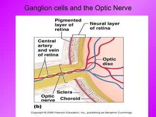 Ganglion cells and the Optic Nerve 