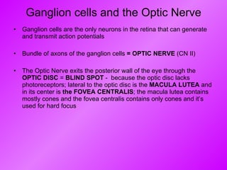 Ganglion cells and the Optic Nerve Ganglion cells are the only neurons in the retina that can generate and transmit action potentials Bundle of axons of the ganglion cells  = OPTIC NERVE  (CN II) The Optic Nerve exits the posterior wall of the eye through the  OPTIC DISC  =  BLIND SPOT  -  because the optic disc lacks photoreceptors; lateral to the optic disc is the  MACULA LUTEA  and in its center is  the FOVEA CENTRALIS ; the macula lutea contains mostly cones and the fovea centralis contains only cones and it’s used for hard focus 