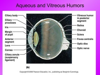 Aqueous and Vitreous Humors 