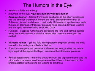 The Humors in the Eye Humors = fluids in the body 2 humors in the eye:  Aqueous humor; Vitreous humor Aqueous humor –  filtered from blood capillaries in the ciliary processes into the anterior chamber in front of the lens; drained by the canal of Schlemm; formed and drained continually. If the rate of synthesis exceeds the rate of drainage, intraocular pressure rises causing damage to retina and the optic nerve resulting in GLAUCOMA Function -  supplies nutrients and oxygen to the lens and cornea; carries away metabolic wastes; maintains intraocular pressure to support the eyeball Vitreous humor  – gel-like fluid in the posterior segment behind the lens; formed in the embryo and lasts a lifetime. Function – supports the posterior surface of the lens; pushes the neural layer against the pigmented layer; maintains the intraocular pressure. Retinal detachment  – the retina detaches from the pigmented layer and the vitreous humor seeps into the space – without their nutrient source, the photoreceptors in the retina die leading to blindness 