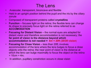 The Lens Avascular, transparent, biconcave and flexible Held in an upright position behind the pupil and the iris by the ciliary zonule Composed of transparent proteins called  crystallins Function  – focuses light on the retina; the flexible lens can change its shape to precisely focus light on the retina referred to as  ACCOMODATION Focusing for Distant Vision  – the normal eyes are adapted for distant vision and therefore accommodation is not necessary; the  far point of vision is the distance beyond which accommodation is not needed  =  6m = 20ft (20/20 vision ) Focusing for Close Vision  – less than 20ft; involves accommodation of the lens where the lens bulges to focus a close objects onto the retina; the near point of vision is the distance at which the lens can bulge maximally to focus the object on the retina = 10cm = 4in;  In addition, pupillary constriction occurs in close vision 