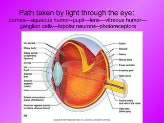 Path taken by light through the eye :  cornea—aqueous humor--pupil—lens—vitreous humor—ganglion cells—bipolar neurons--photoreceptors 