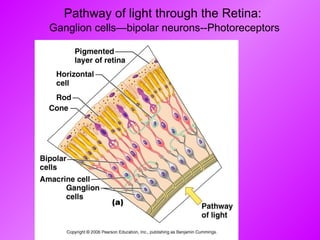 Pathway of light through the Retina:   Ganglion cells—bipolar neurons--Photoreceptors 