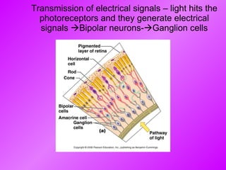 Transmission of electrical signals – light hits the photoreceptors and they generate electrical signals   Bipolar neurons-  Ganglion cells 
