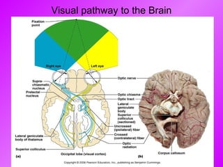 Visual pathway to the Brain 