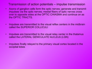 Transmission of action potentials – impulse transmission Axons of ganglion cells form the optic nerves; generate and transmit impulses via the optic nerves; medial fibers of optic nerves cross over to opposite sides at the OPTIC CHIASMA and continue on as the OPTIC TRACTS. Impulses are transmitted to the visual reflex centers in the midbrain called the SUPERIOR COLLICULI Impulses are transmitted to the visual relay center in the thalamus called the LATERAL GENICULATE  NUCLEUS  (LGN) Impulses finally relayed to the primary visual cortex located in the occipital lobes 