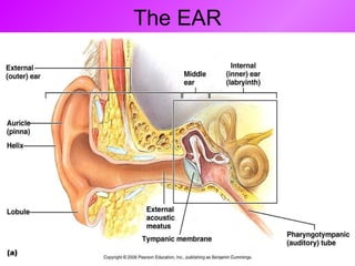 The EAR 