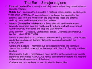 The Ear  - 3 major regions External ( outer) Ear  = pinna( or auricle) + external auditory canal( external acoustic meatus)  Middle Ear  – contains the 3 ossicles = malleus, incus, stapes;  air-filled cavity TYMPANIC MEMBRANE, cone-shaped membrane that separates the external year from the middle ear; the broad base faces the external auditory canal and the apex abuts the malleus. Internal ( inner) Ear  = labyrinth =  Bony labyrinth and Membranous labyrinth; separated from the middle ear by a bony wall with an oval and round windows; the stapes sits atop the oval window Bony labyrinth – Vestibule, Semicircular canals, Cochlea; all contain CSF-like fluid called PERILYMPH Membranous labyrinth – consists on interconnecting sacs and ducts located inside the structures of the bony labyrinth; contains fluid called the ENDOLYMPH Utricle and Saccule  - membranous sacs located inside the vestibule; contain the equilibrium receptors that respond to the pull of gravity and head position Semicircular ducts -  membranous ducts located in the semicircular canals; expanded ends called AMPULLAE house equilibrium receptors that respond to the rotational movements of the head Cochlear duct – membranous duct located in the cochlea 