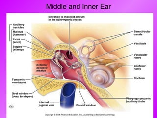 Middle and Inner Ear 