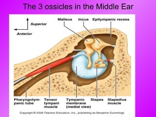 The 3 ossicles in the Middle Ear 