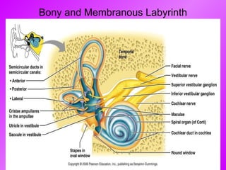 Bony and Membranous Labyrinth 