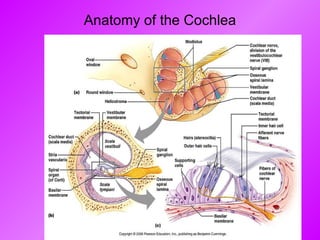 Anatomy of the Cochlea 