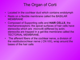 The Organ of Corti Located in the cochlear duct which contains endolymph  Rests on a flexible membrane called the BASILAR MEMBRANE Composed of Supporting cells and  HAIR CELLS , the mechanoreceptors; the apical surfaces of hair cells have stereocilia which are  microvilli stiffened by actin; stereocilia are trapped in a gel-like membrane called the TECTORIAL MEMBRANE. The afferent fibers of the cochlear nerve, a division of the vestibulocochlear nerve ( CN VIII), wrap around the bases of the hair cells  