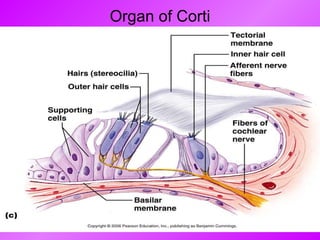 Organ of Corti 