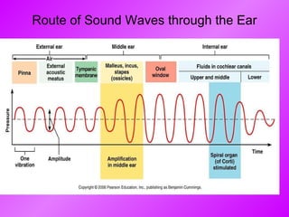 Route of Sound Waves through the Ear 