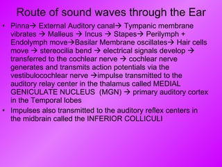 Route of sound waves through the Ear Pinna   External Auditory canal   Tympanic membrane vibrates    Malleus    Incus    Stapes   Perilymph + Endolymph move  Basilar Membrane oscillates   Hair cells move    stereocilia bend    electrical signals develop    transferred to the cochlear nerve    cochlear nerve generates and transmits action potentials via the vestibulocochlear nerve   impulse transmitted to the auditory relay center in the thalamus called MEDIAL GENICULATE NUCLEUS  (MGN)    primary auditory cortex in the Temporal lobes Impulses also transmitted to the auditory reflex centers in the midbrain called the INFERIOR COLLICULI 
