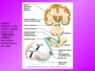 Figure 15.34 Auditory Pathway  to the primary auditory cortex in the  TEMPORAL LOBES  in the cerebral hemispheres in the  Brain 