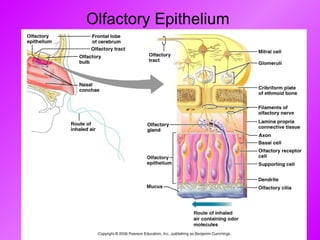 Olfactory Epithelium  