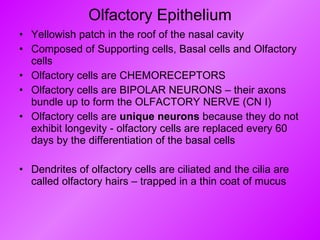 Olfactory Epithelium Yellowish patch in the roof of the nasal cavity Composed of Supporting cells, Basal cells and Olfactory cells Olfactory cells are CHEMORECEPTORS Olfactory cells are BIPOLAR NEURONS – their axons bundle up to form the OLFACTORY NERVE (CN I) Olfactory cells are  unique neurons  because they do not exhibit longevity - olfactory cells are replaced every 60 days by the differentiation of the basal cells Dendrites of olfactory cells are ciliated and the cilia are called olfactory hairs – trapped in a thin coat of mucus  