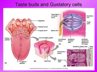 Taste buds and Gustatory cells 