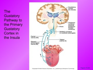 Figure 15.24 The Gustatory Pathway to the Primary Gustatory Cortex in the Insula 