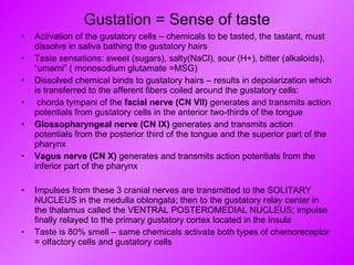 Gustation = Sense of taste Activation of the gustatory cells – chemicals to be tasted, the tastant, must dissolve in saliva bathing the gustatory hairs Taste sensations: sweet (sugars), salty(NaCl), sour (H+), bitter (alkaloids), “umami” ( monosodium glutamate =MSG) Dissolved chemical binds to gustatory hairs – results in depolarization which is transferred to the afferent fibers coiled around the gustatory cells: chorda tympani of the  facial nerve (CN VII)  generates and transmits action potentials from gustatory cells in the anterior two-thirds of the tongue Glossopharyngeal nerve (CN IX)  generates and transmits action potentials from the posterior third of the tongue and the superior part of the pharynx Vagus nerve (CN X)  generates and transmits action potentials from the inferior part of the pharynx Impulses from these 3 cranial nerves are transmitted to the SOLITARY NUCLEUS in the medulla oblongata; then to the gustatory relay center in the thalamus called the VENTRAL POSTEROMEDIAL NUCLEUS; impulse finally relayed to the primary gustatory cortex located in the Insula Taste is 80% smell – same chemicals activate both types of chemoreceptor = olfactory cells and gustatory cells 