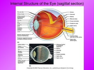 Internal Structure of the Eye (sagittal section) 