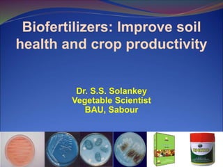 Biofertilizers: Improve soil
health and crop productivity
Dr. S.S. Solankey
Vegetable Scientist
BAU, Sabour
 